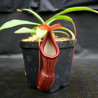 Nepenthes ventricosa x (izumiae x remispina), CAR-0139, pitcher plant, carnivorous plant, collectors plant, large pitchers, rare plants 