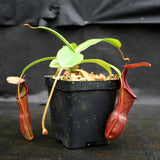 Nepenthes ventricosa x (izumiae x remispina), CAR-0139, pitcher plant, carnivorous plant, collectors plant, large pitchers, rare plants 