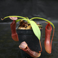 Nepenthes ventricosa x (izumiae x ramispina), CAR-0139