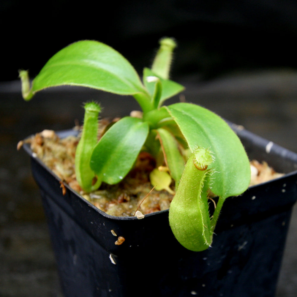 
                      
                        Nepenthes truncata (d) x edwardsiana, CAR-0218
                      
                    