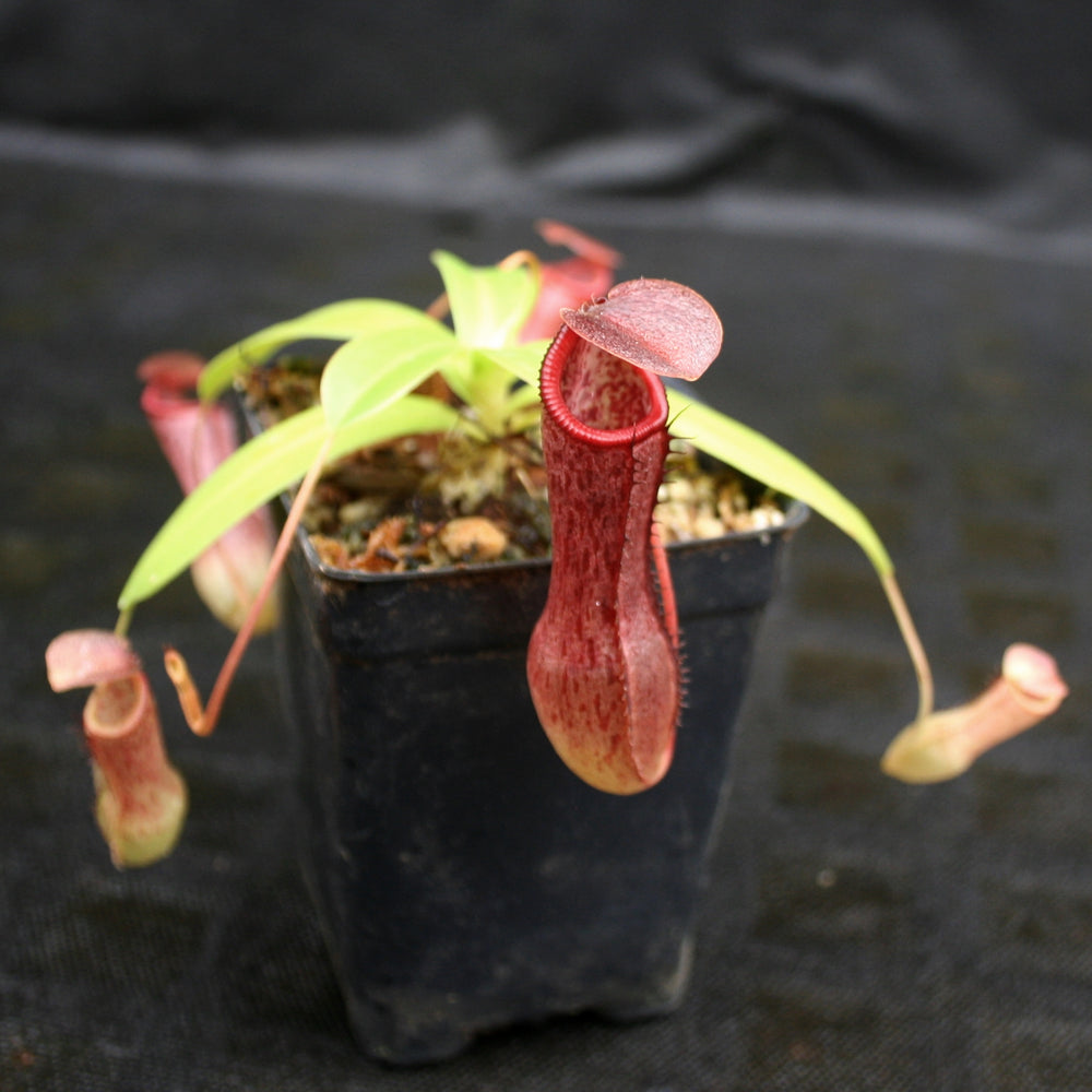 
                      
                        Nepenthes ventricosa x (izumiae x remispina), CAR-0139, pitcher plant, carnivorous plant, collectors plant, large pitchers, rare plants 
                      
                    