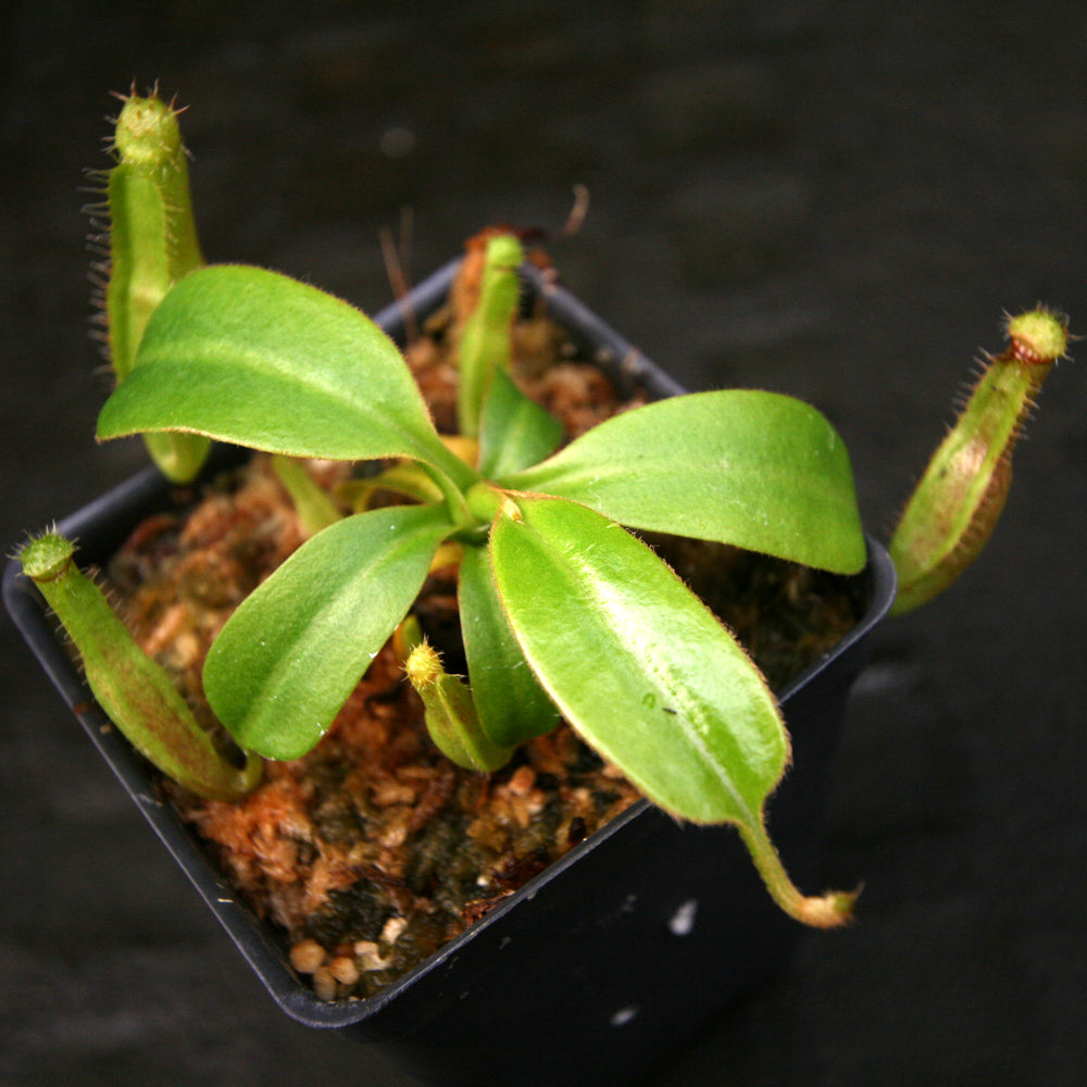 
                      
                        Nepenthes truncata (d) x edwardsiana, CAR-0218
                      
                    