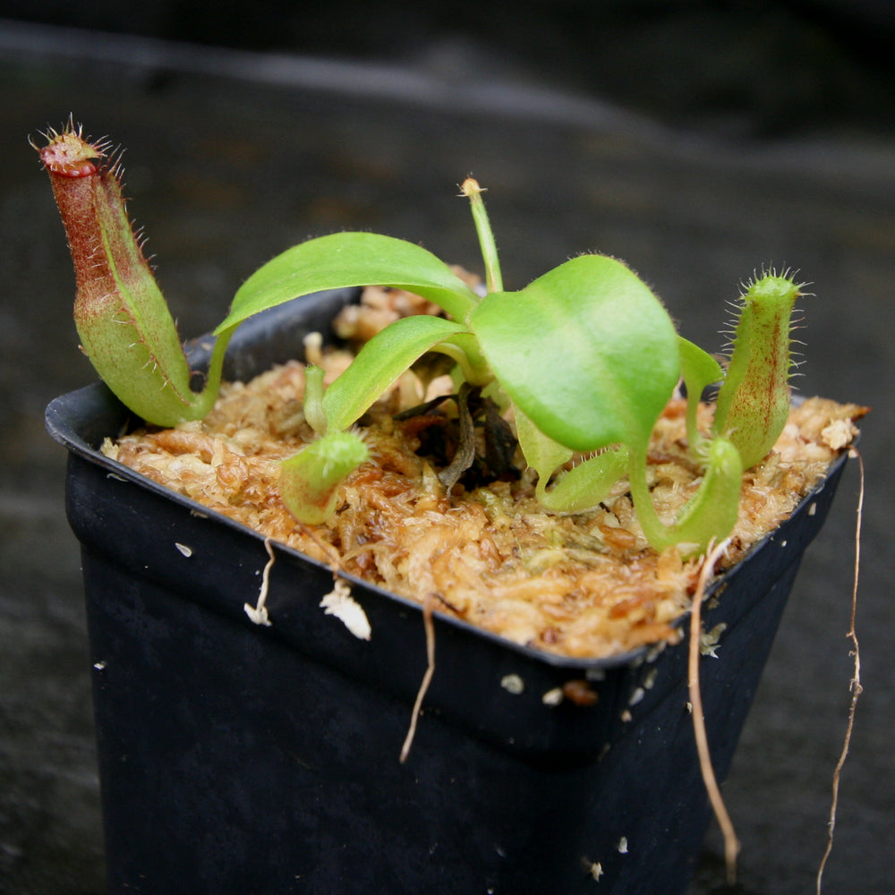 
                      
                        Nepenthes truncata (d) x edwardsiana, CAR-0218
                      
                    