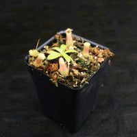 Nepenthes ventricosa x (izumiae x ramispina), CAR-0139