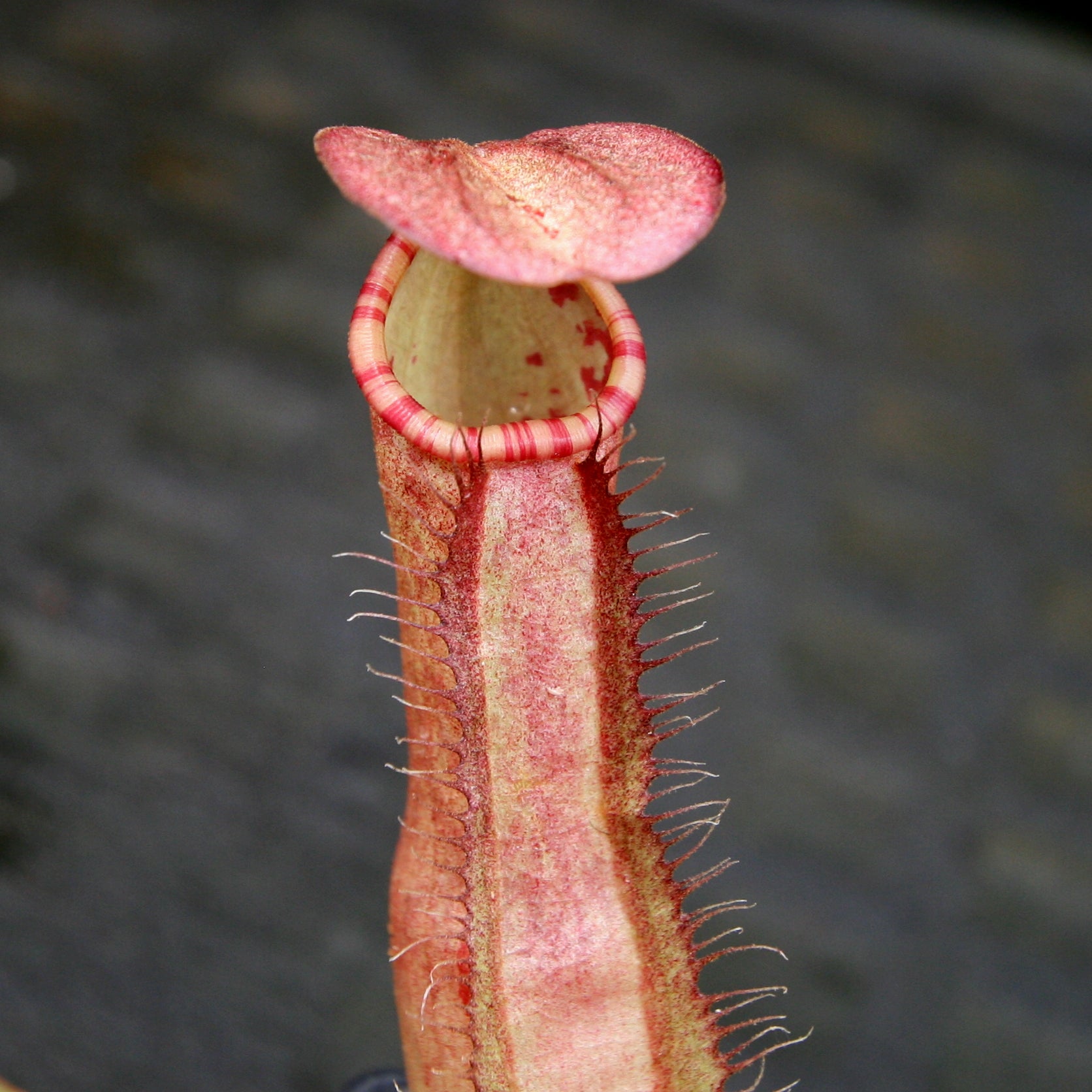 Nepenthes sumatrana – Carnivero