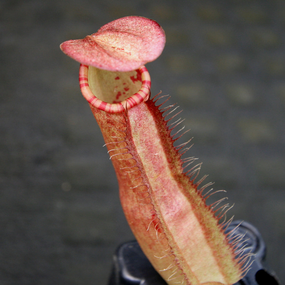 
                      
                        Nepenthes sumatrana
                      
                    