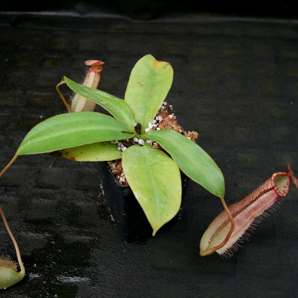 
                      
                        Nepenthes sumatrana
                      
                    