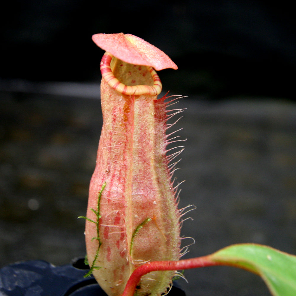 
                      
                        Nepenthes sumatrana
                      
                    