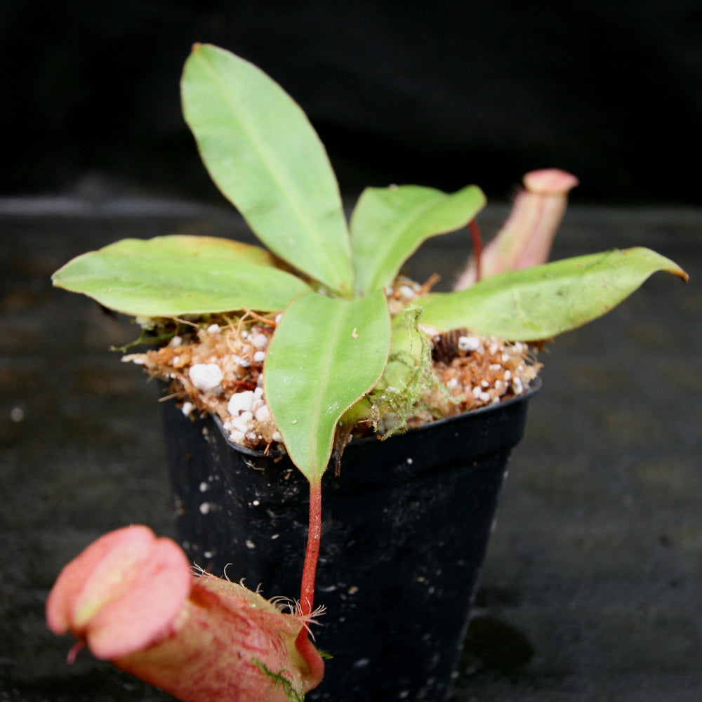 
                      
                        Nepenthes sumatrana
                      
                    