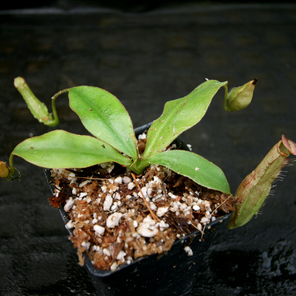 
                      
                        Nepenthes sumatrana
                      
                    