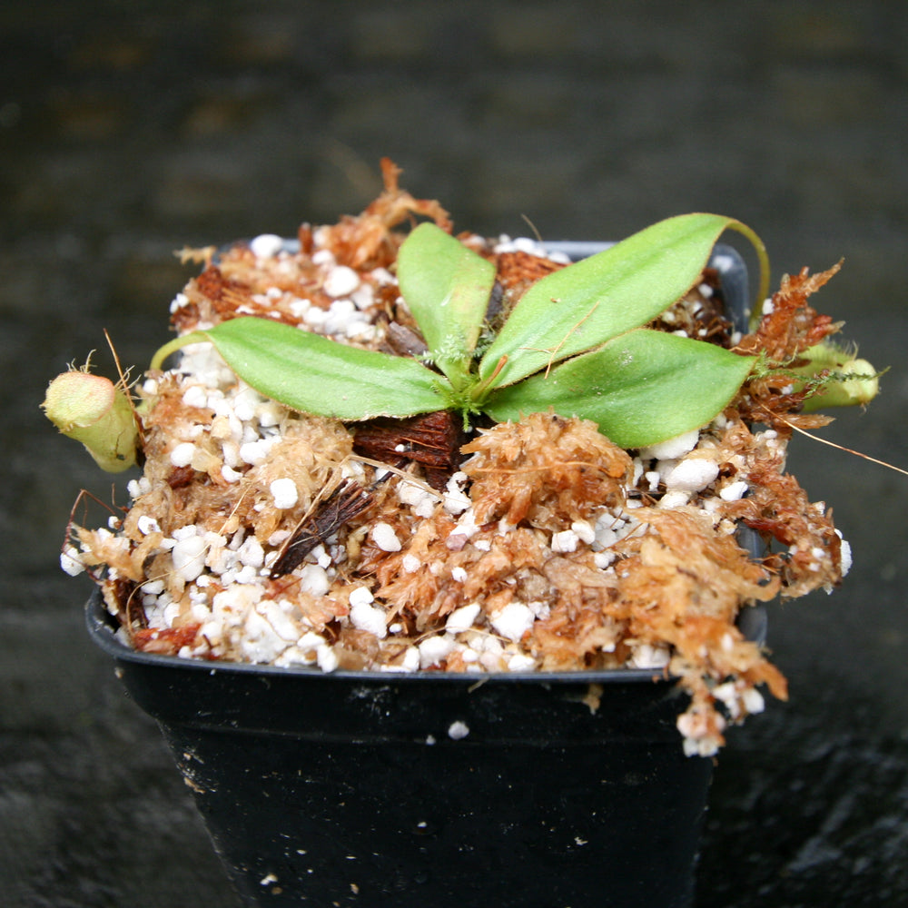 
                      
                        Nepenthes sumatrana
                      
                    