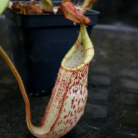 Tall Nepenthes spectabilis x veitchii pitcher with pale cream body and red speckles, yellow-green rim, in a pot.