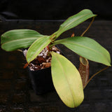 Nepenthes spectabilis x veitchii