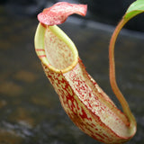 Nepenthes spectabilis x veitchii