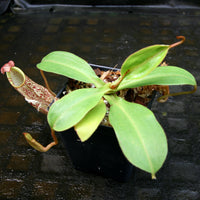 Nepenthes spectabilis x veitchii