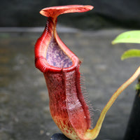 Nepenthes singalana x (burbidgeae x edwardsiana)