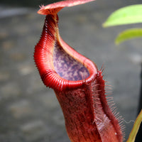 Nepenthes singalana x (burbidgeae x edwardsiana)