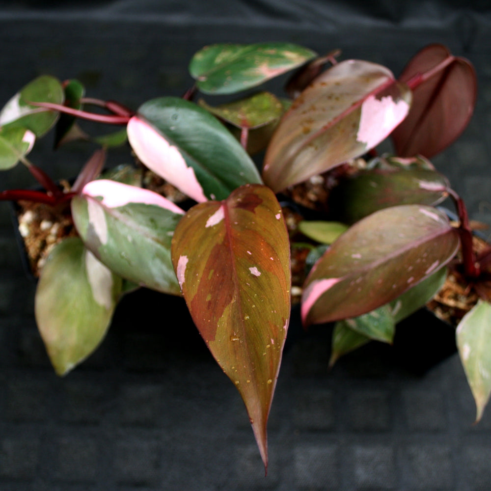 
                      
                        Philodendron 'Pink Princess'
                      
                    
