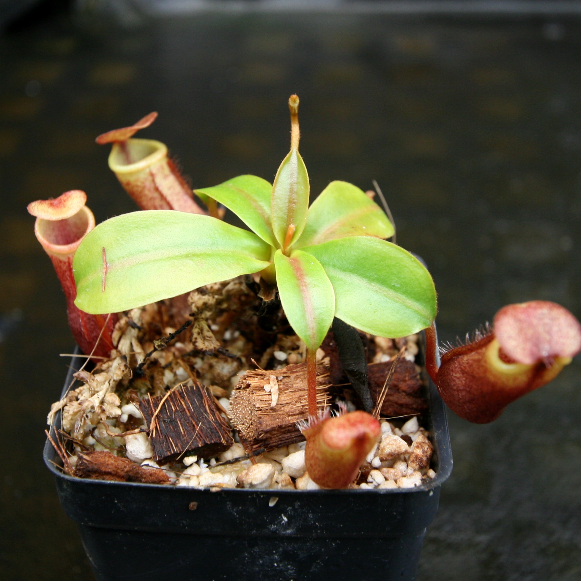 Nepenthes mira, BE-3979 – Carnivero