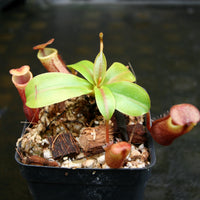 Nepenthes mira, BE-3979