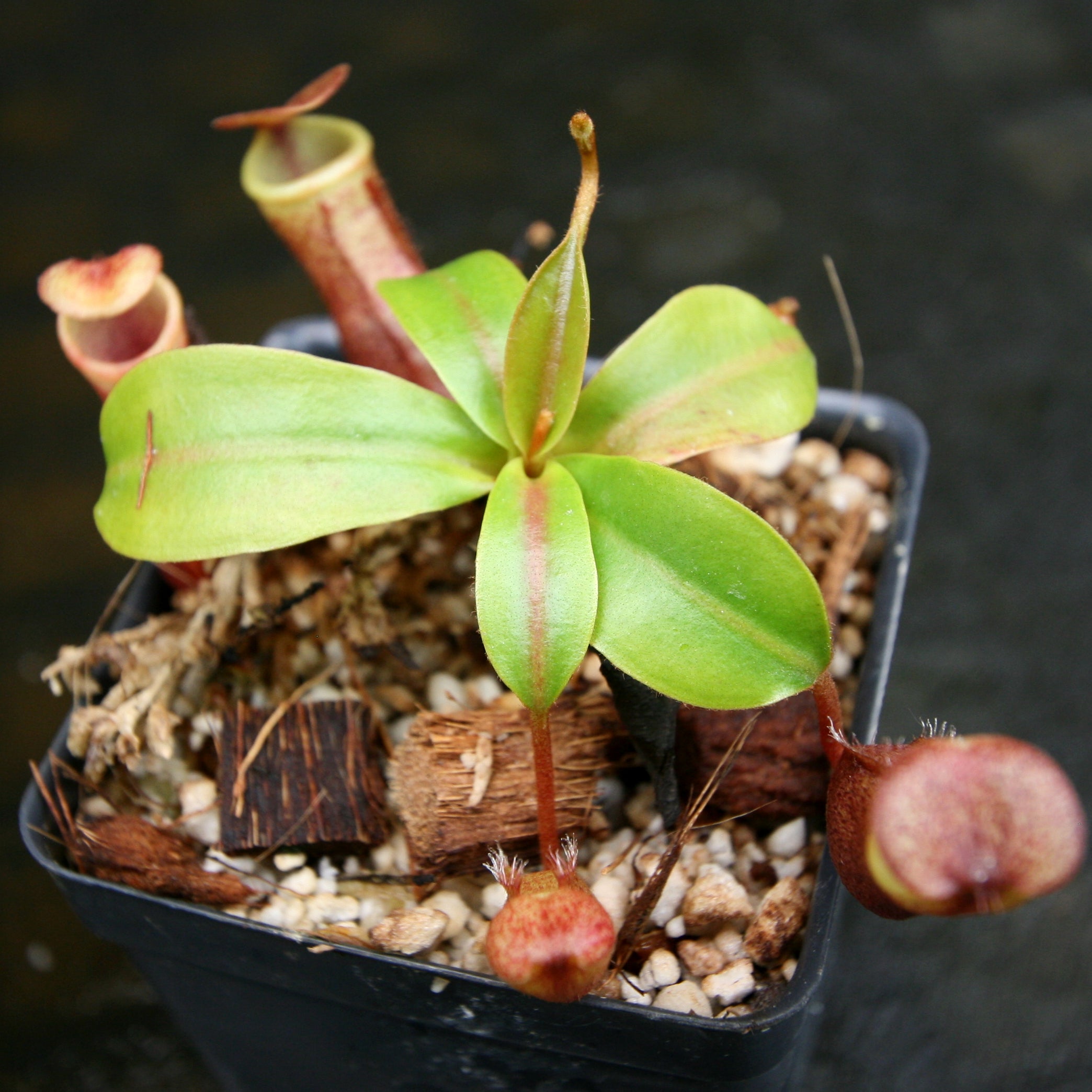 Nepenthes mira, BE-3979 – Carnivero