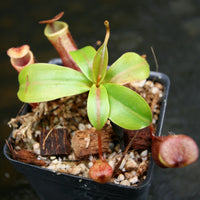 Nepenthes mira