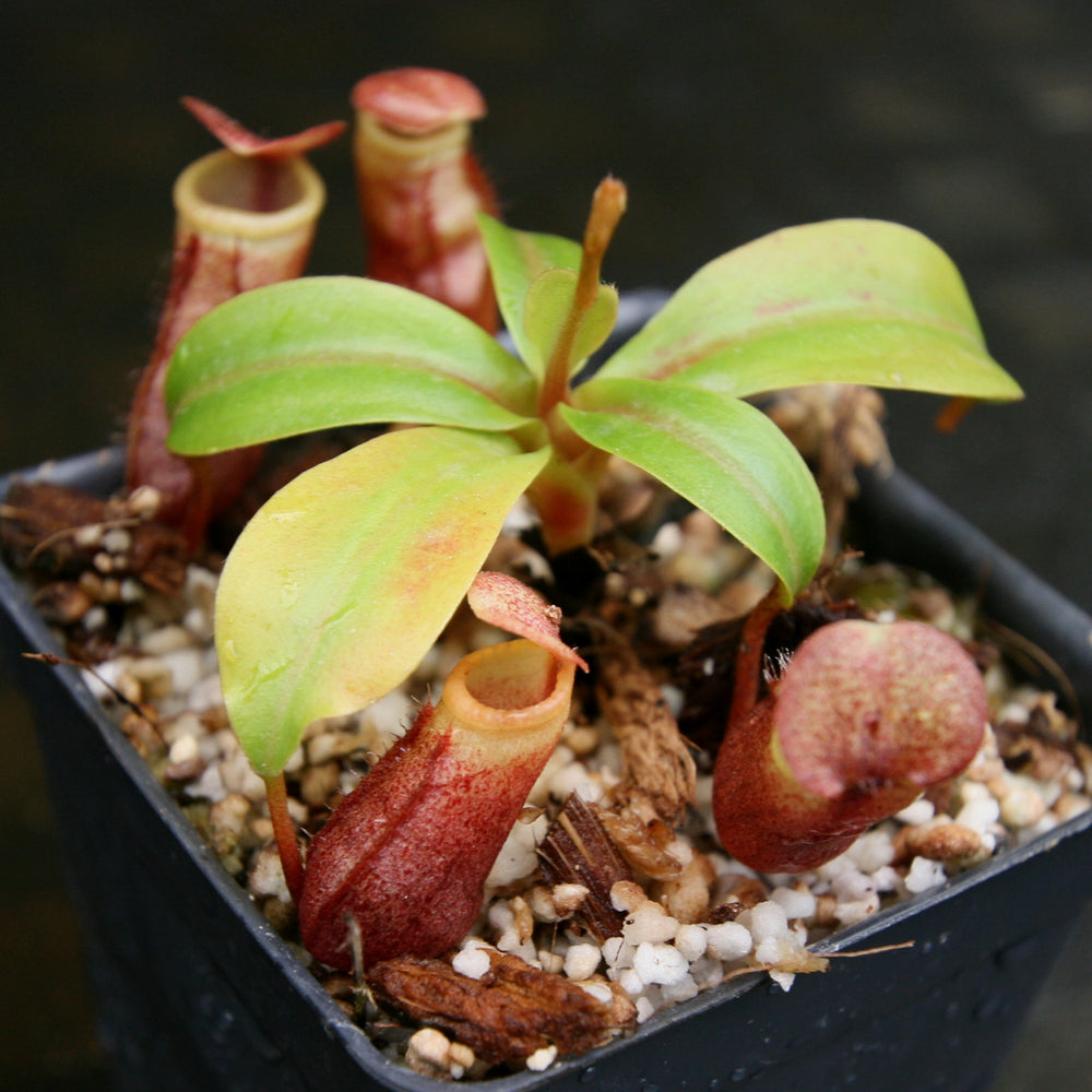 
                      
                        Nepenthes mira, BE-3979
                      
                    