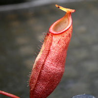 Nepenthes mira