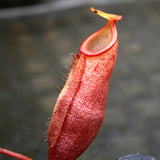 Nepenthes mira