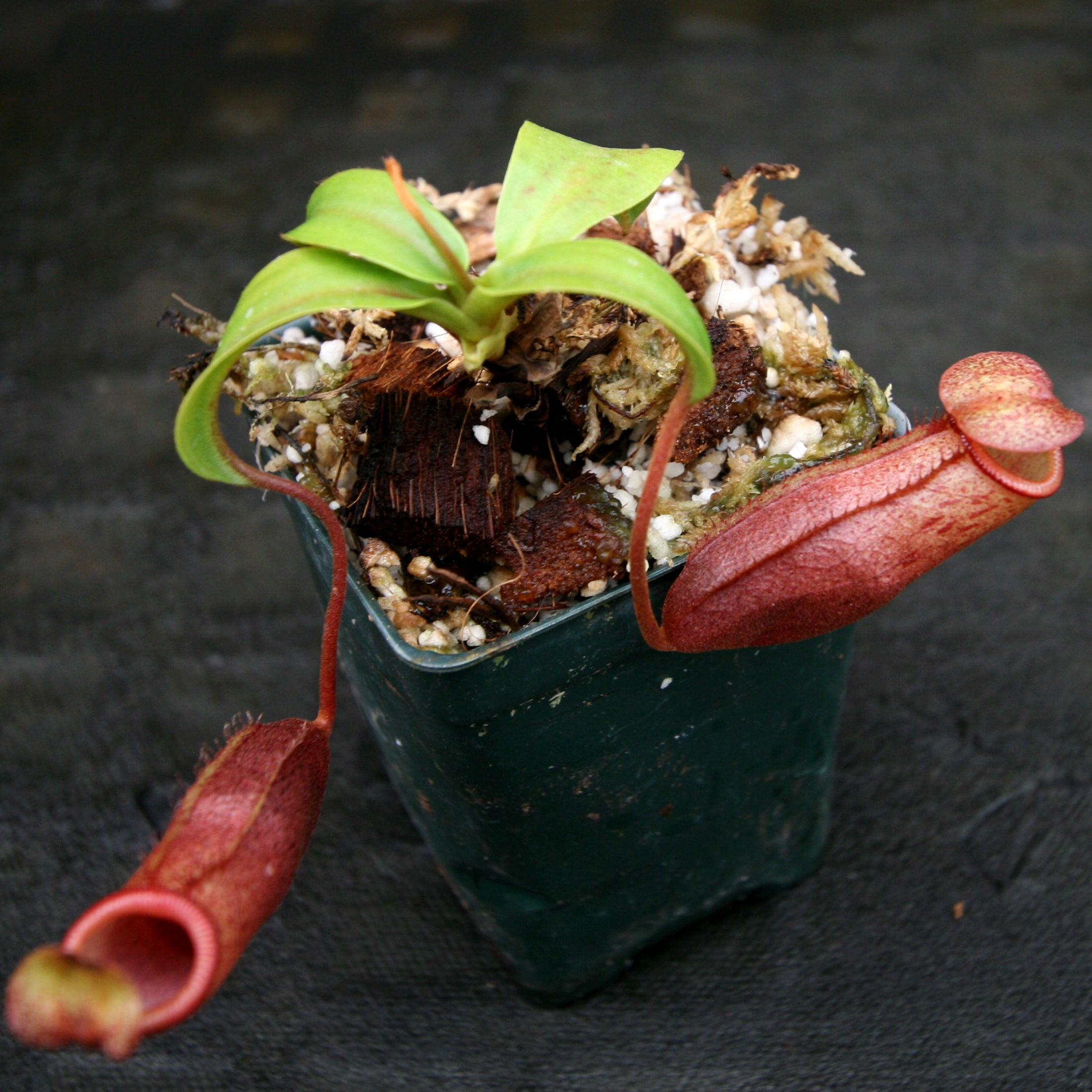 Nepenthes mira, BE-3979 – Carnivero