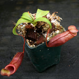 Nepenthes mira