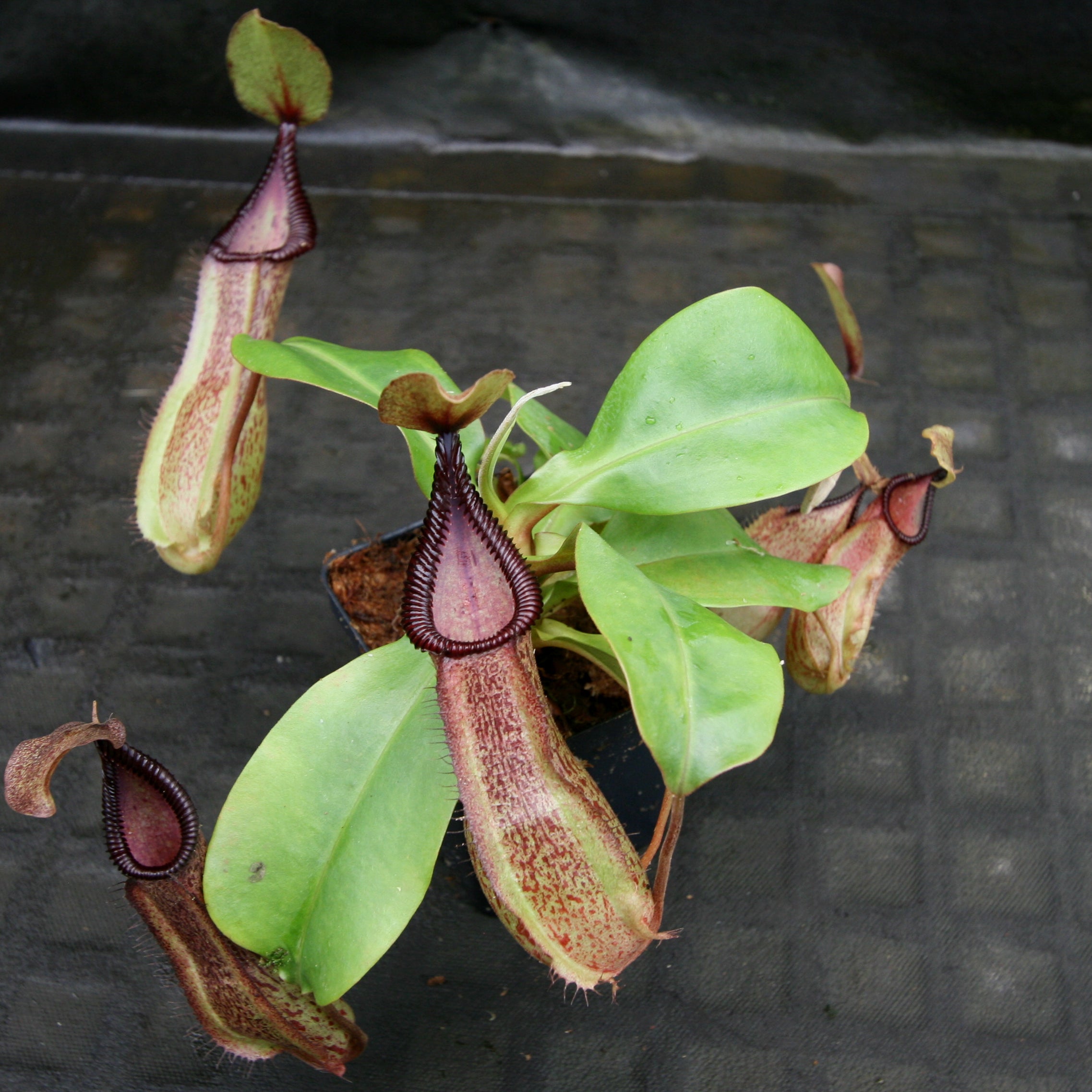 Nepenthes hamata Tambusisi x truncata (c), CAR-0120 – Carnivero