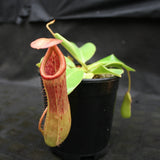 Nepenthes "Denver" x truncata, CAR-0145,, pitcher plant, carnivorous plant, collectors plant, large pitchers, rare plants 