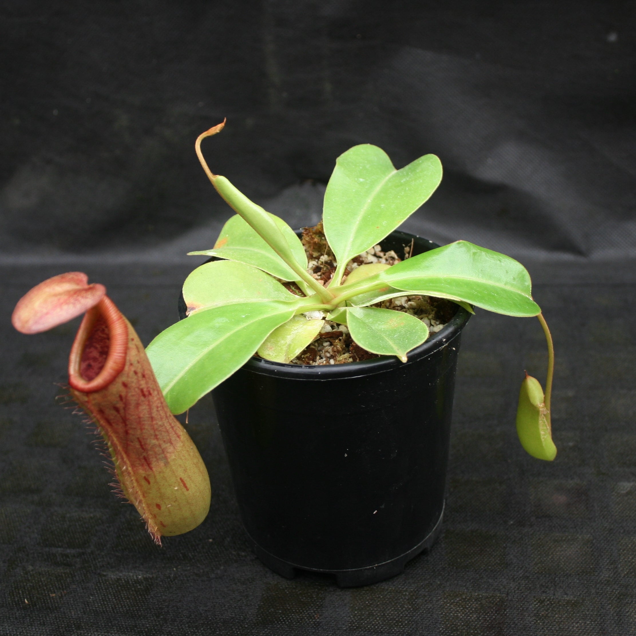 Nepenthes ventricosa 