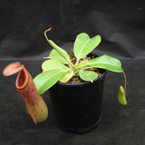 Nepenthes "Denver" x truncata, CAR-0145,, pitcher plant, carnivorous plant, collectors plant, large pitchers, rare plants 
