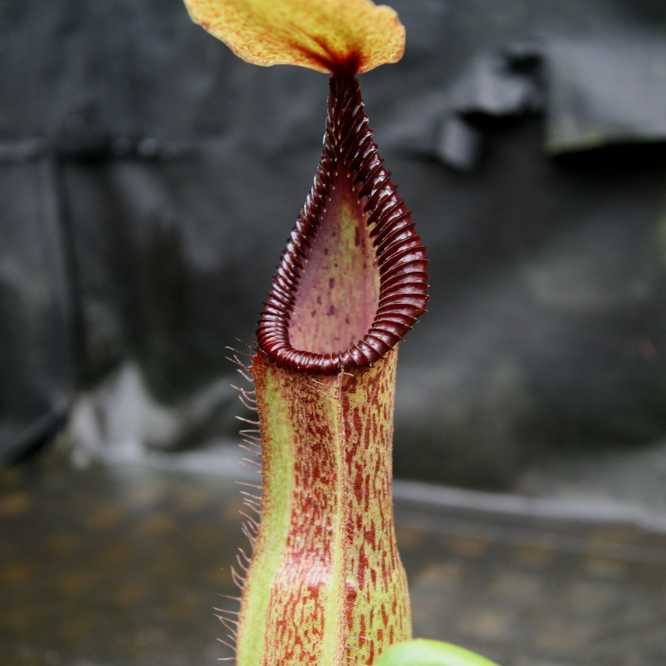 Nepenthes hamata Tambusisi x truncata (c), CAR-0120 – Carnivero