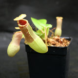 Nepenthes "Denver" x truncata, CAR-0145,, pitcher plant, carnivorous plant, collectors plant, large pitchers, rare plants 