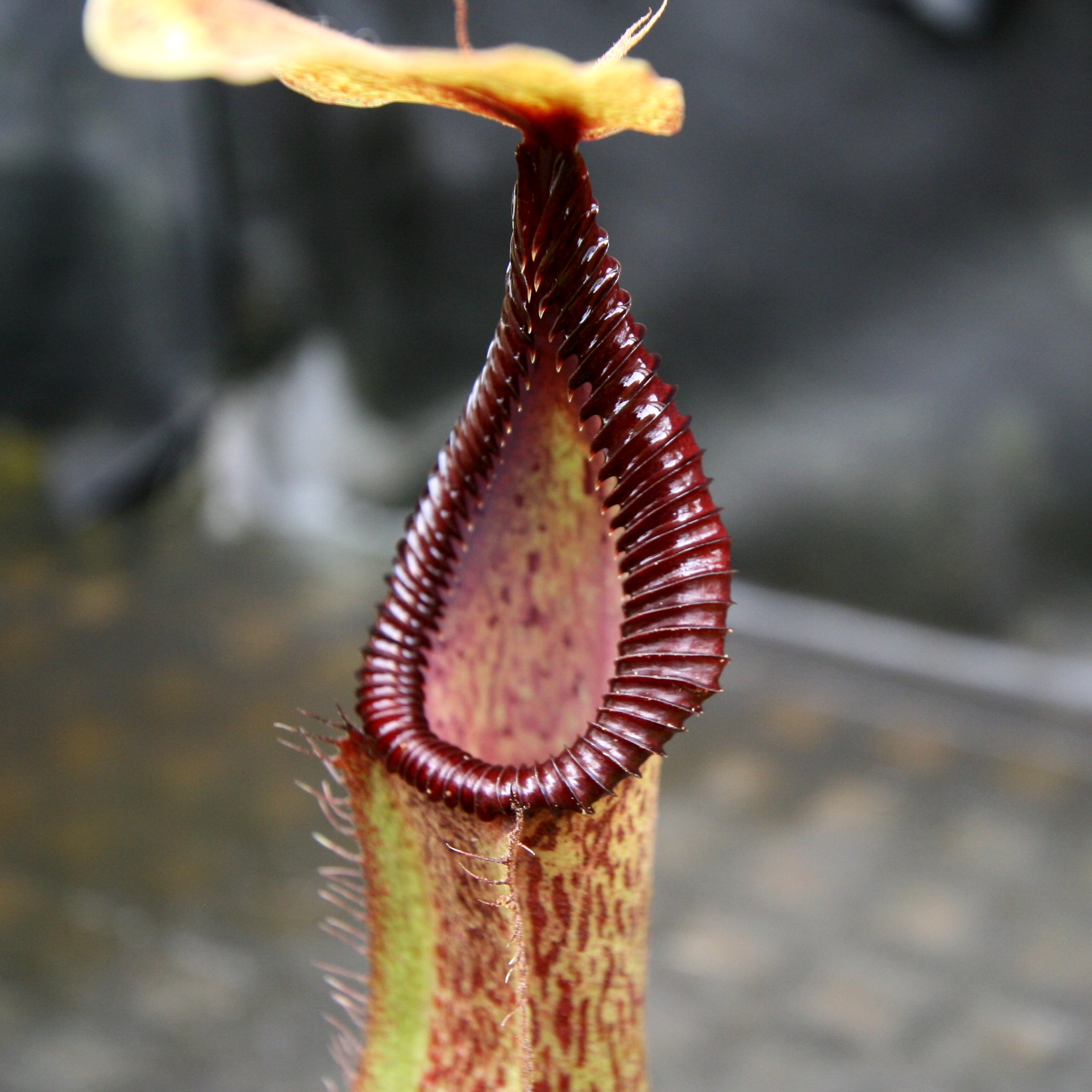 Nepenthes hamata Tambusisi x truncata (c), CAR-0120 – Carnivero
