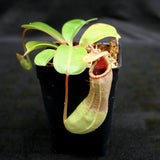 Nepenthes "Denver" x truncata, CAR-0145,, pitcher plant, carnivorous plant, collectors plant, large pitchers, rare plants 