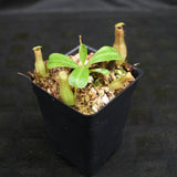 Nepenthes ventricosa "Denver" x truncata, CAR-0145