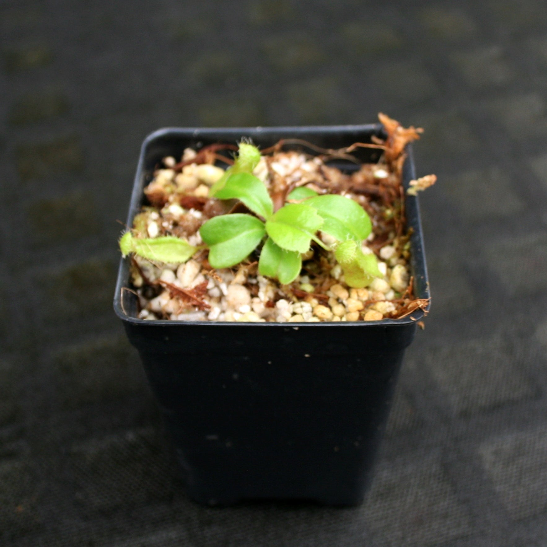 Nepenthes ventricosa 