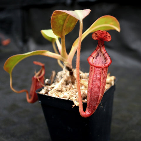 Nepenthes veitchii x mira x burbidgeae x edwardsiana with a tall red pitcher and pale green leaves