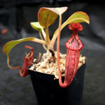 Nepenthes (veitchii x mira) x (burbidgeae x edwardsiana)