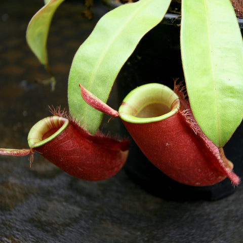 Nepenthes ampullaria carnivorous plant with red pitchers and green leaves