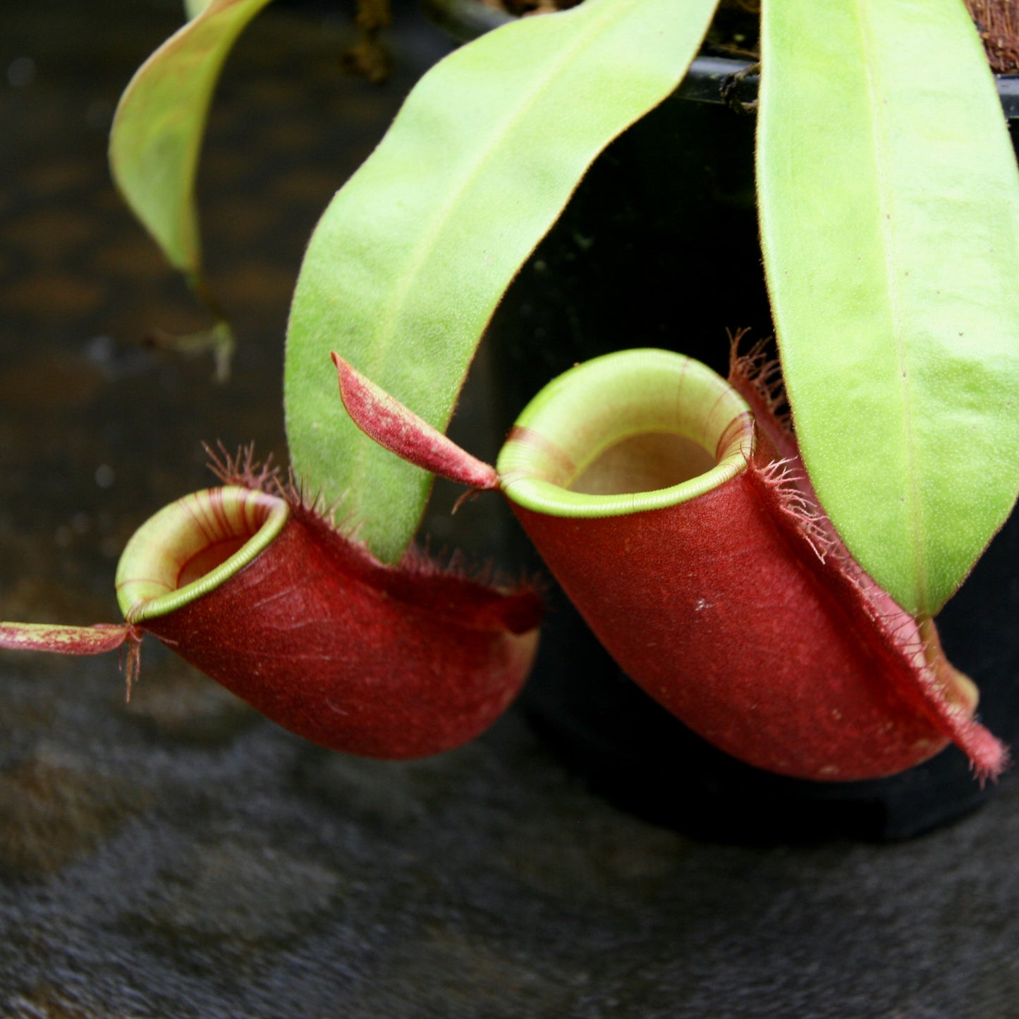 Nepenthes ampullaria (Tricolor x Purple Stripe 2), CAR-0180
