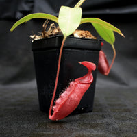 Nepenthes (veitchii x mira) x (burbidgeae x edwardsiana)
