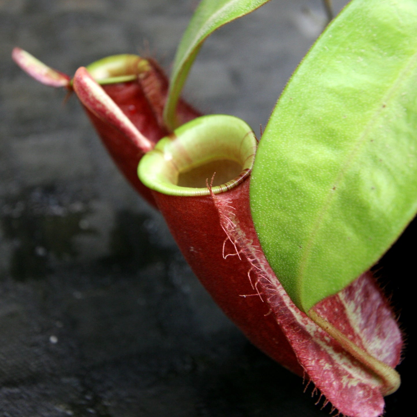 Nepenthes ampullaria (Tricolor x Purple Stripe 2), CAR-0180
