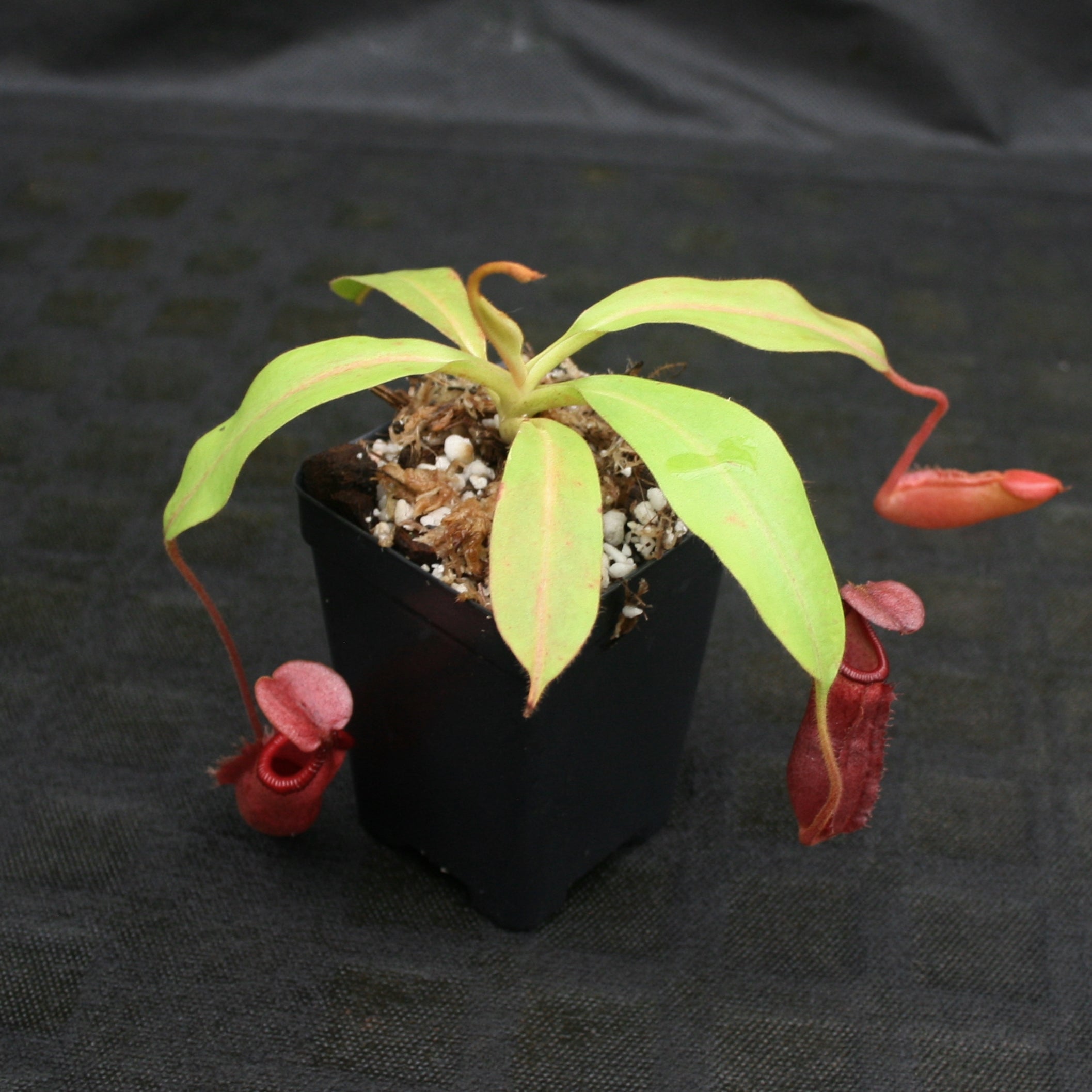 Nepenthes (veitchii x mira) x (burbidgeae x edwardsiana) – Carnivero