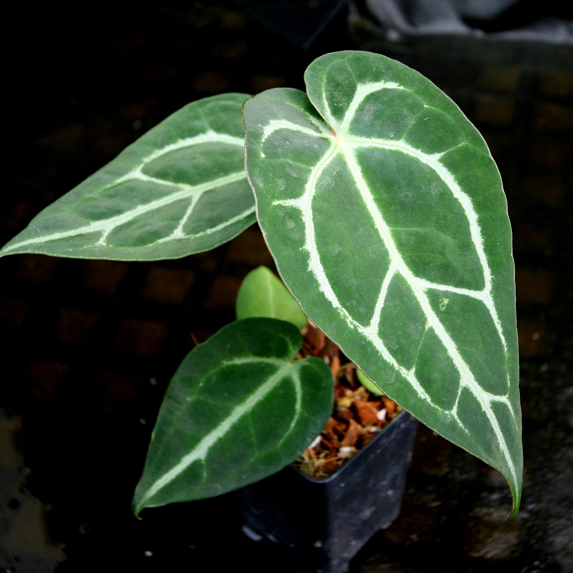 Anthurium crystalinum x Signatam 【公式通販】