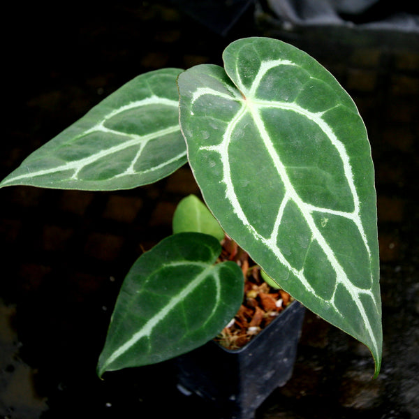 Anthurium magnificum x crystallinum